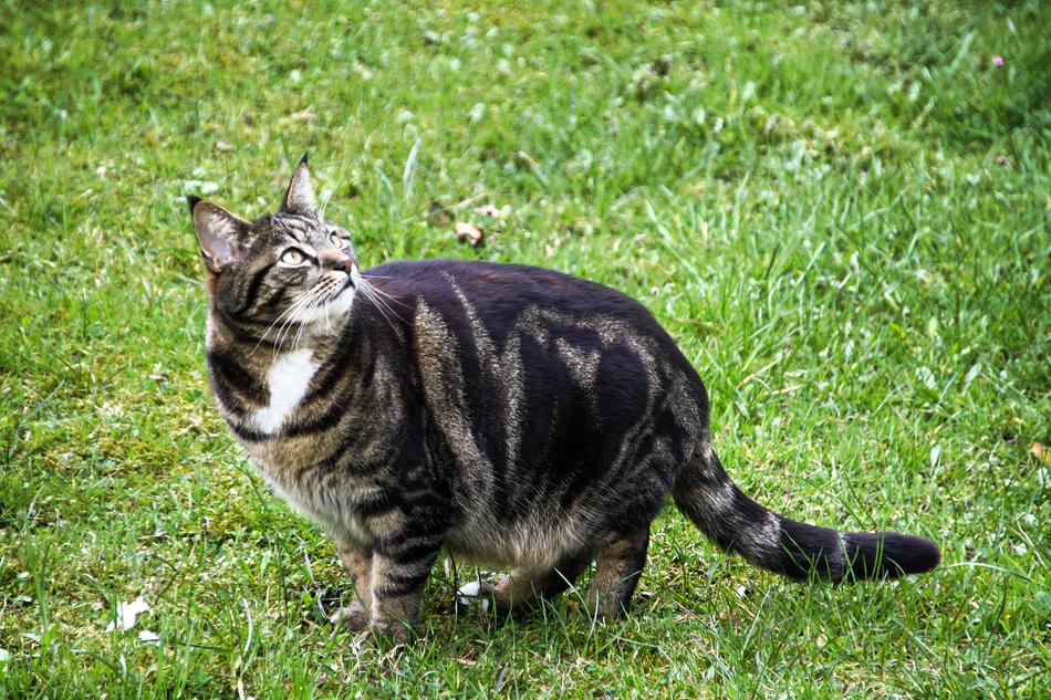 cute cat in the green grass