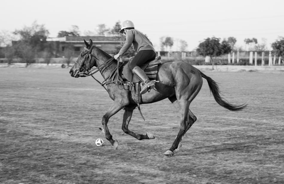 Polo Playing Sport