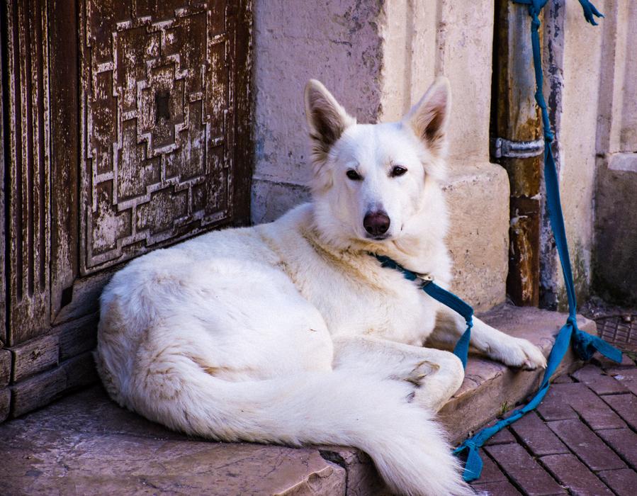 a white dog on a leash