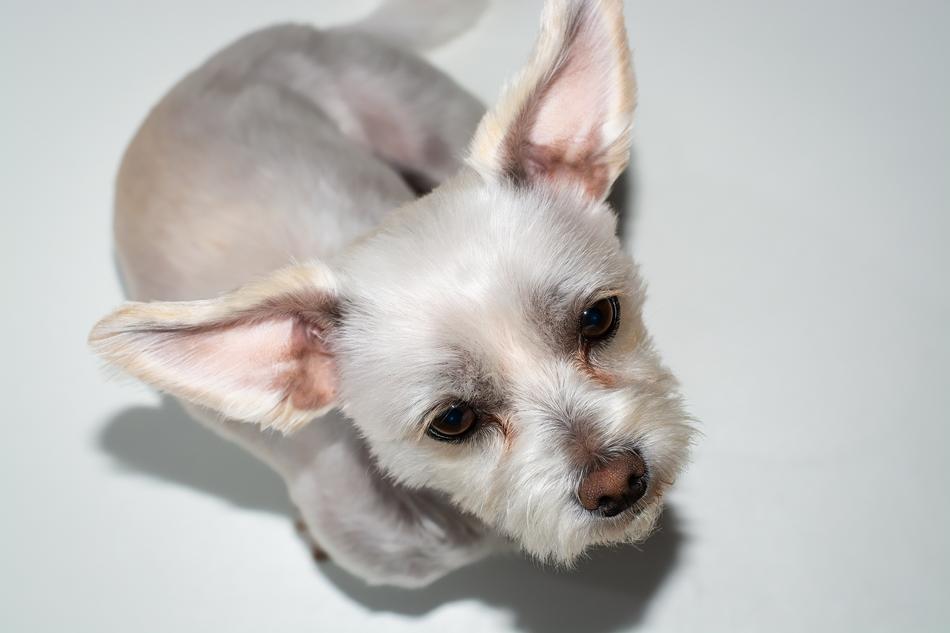 a cute dog with long ears