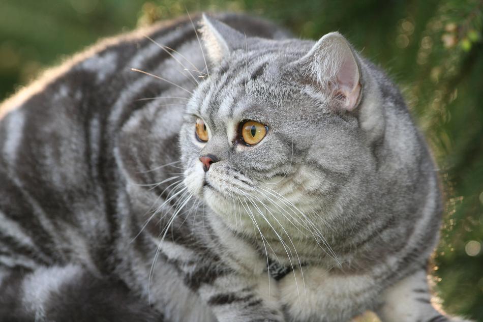 pedigree gray cat