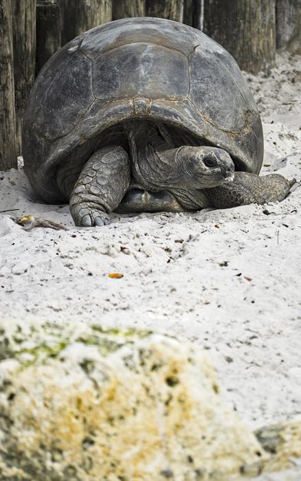 zoo turtle