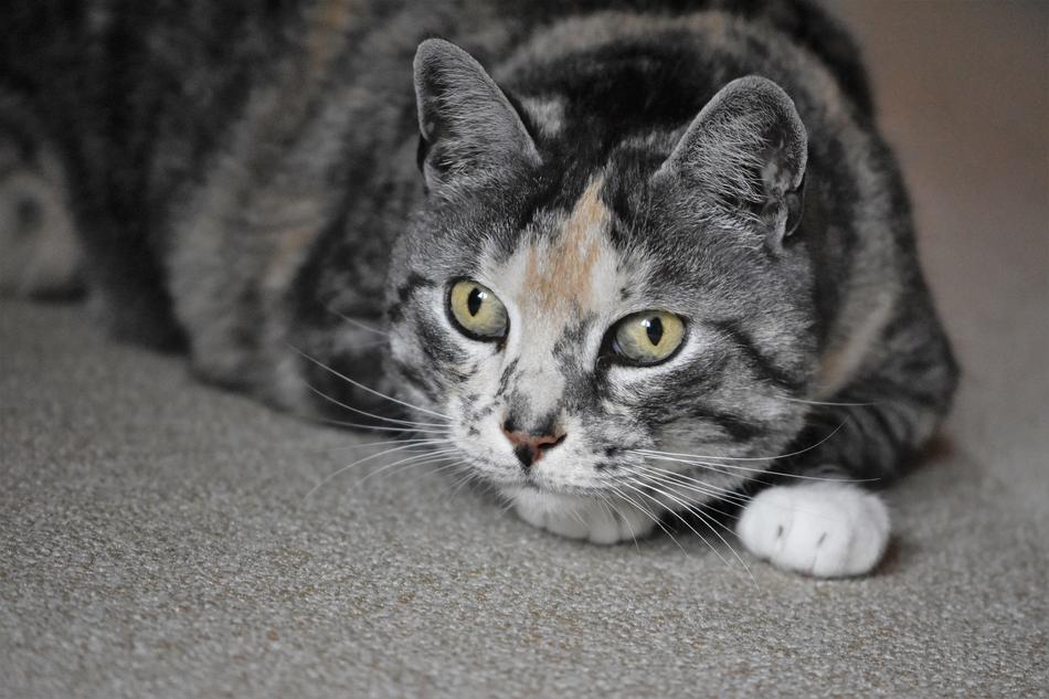 gray cat with big eyes