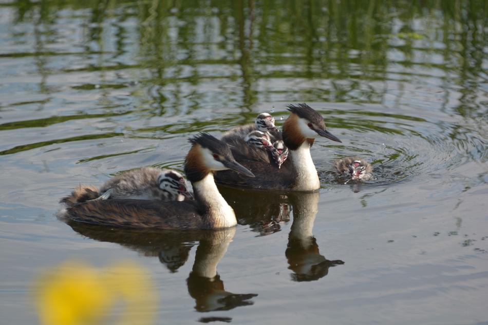 two ducks in a lake view