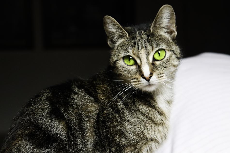 a gorgeous cat with green eyes