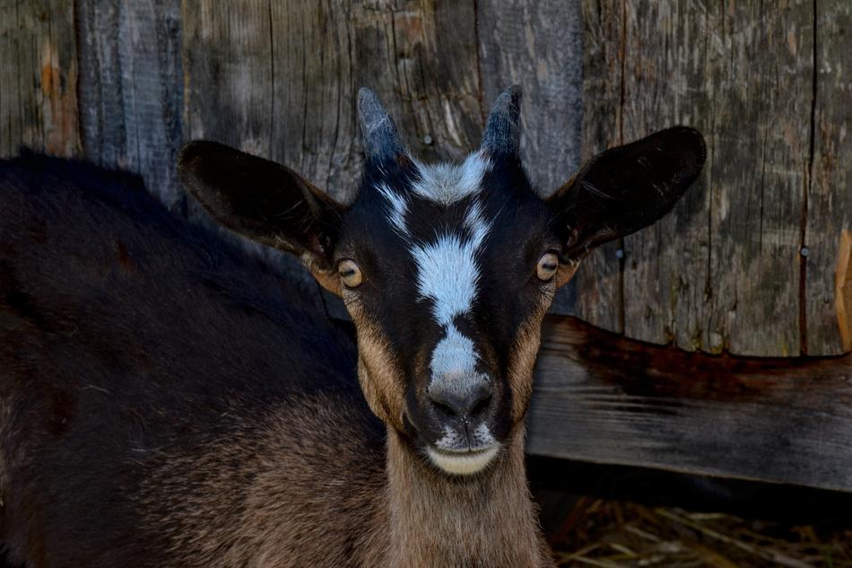 funny farmer goat
