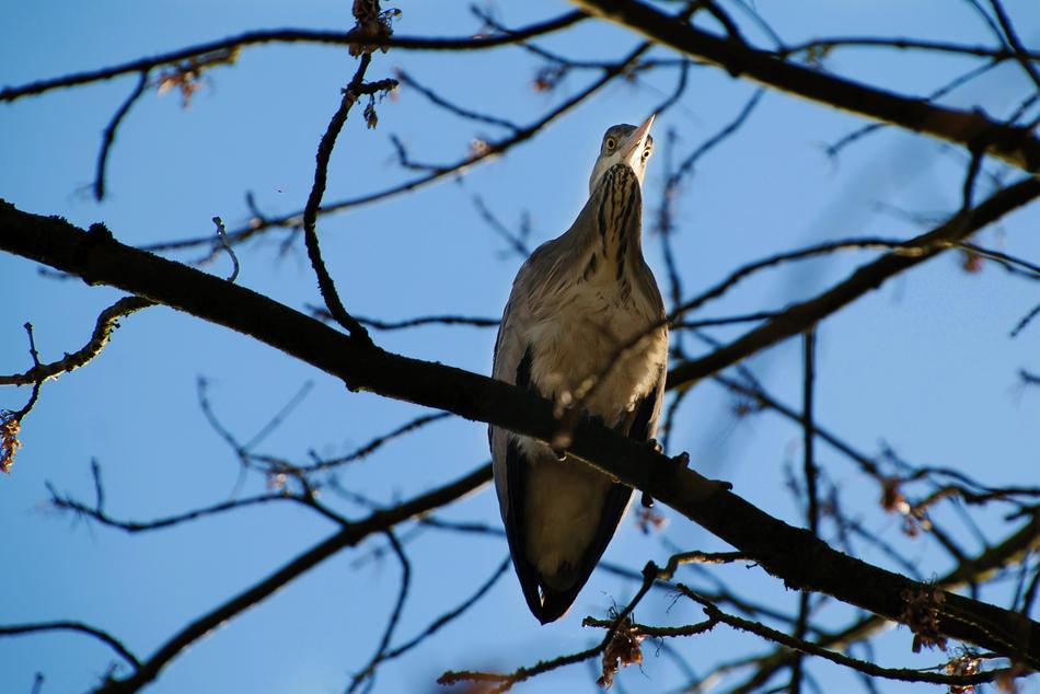 bird on a branch in the countryside