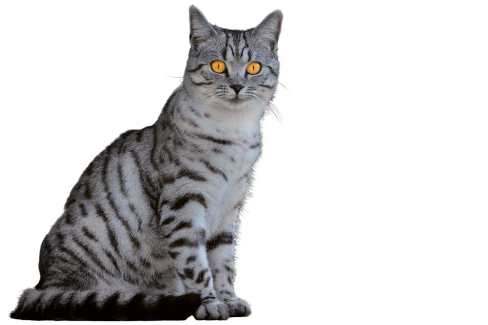 a gray cat with big orange eyes