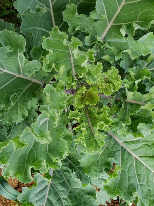 cultivation of healthy vegetables