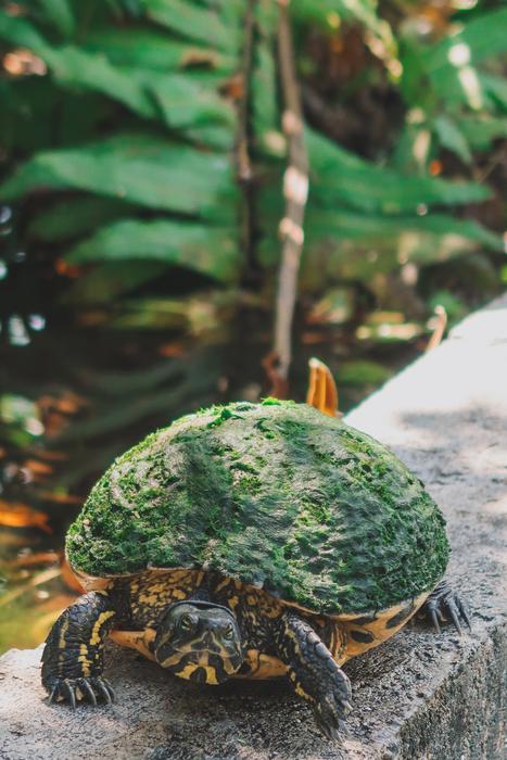tortoise with a green shell