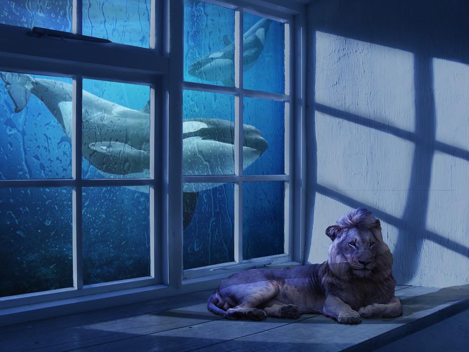 window whales whales lion unusual