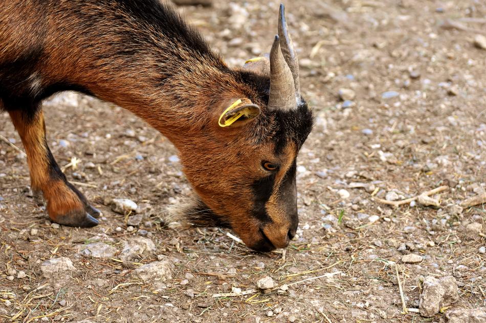 brown goat zoo