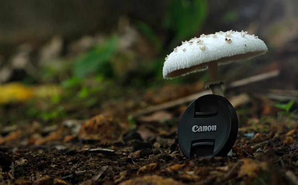 camera cover near the white mushroom