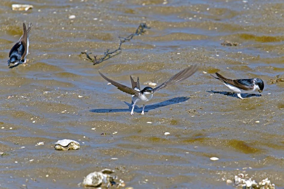 bird many green water