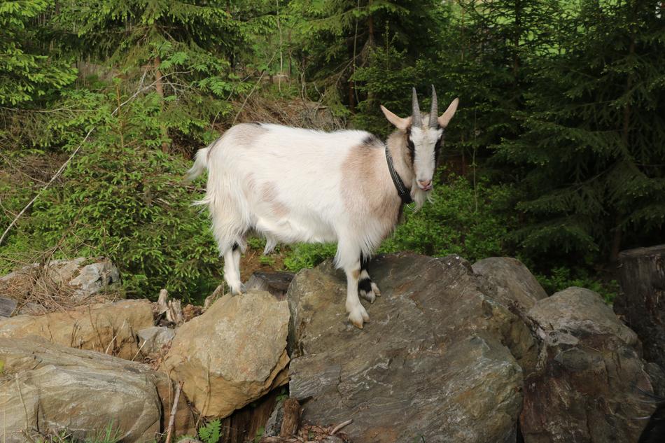 white goats with wild stones