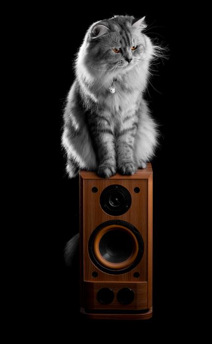 fluffy cat on the speaker