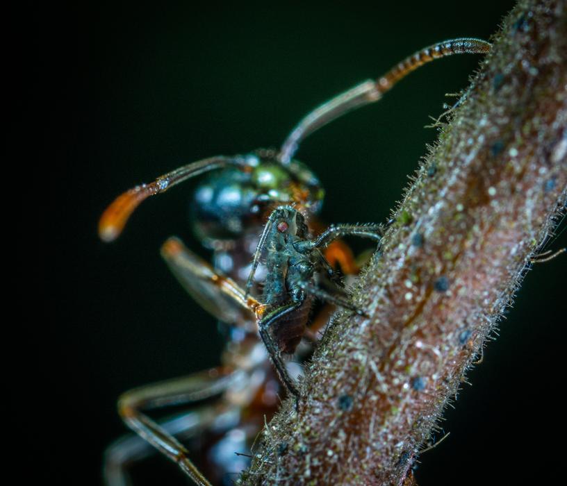 green beetle with long whiskers