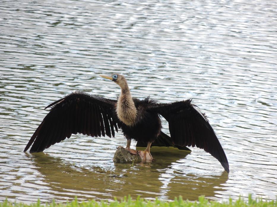 wild bird in green water