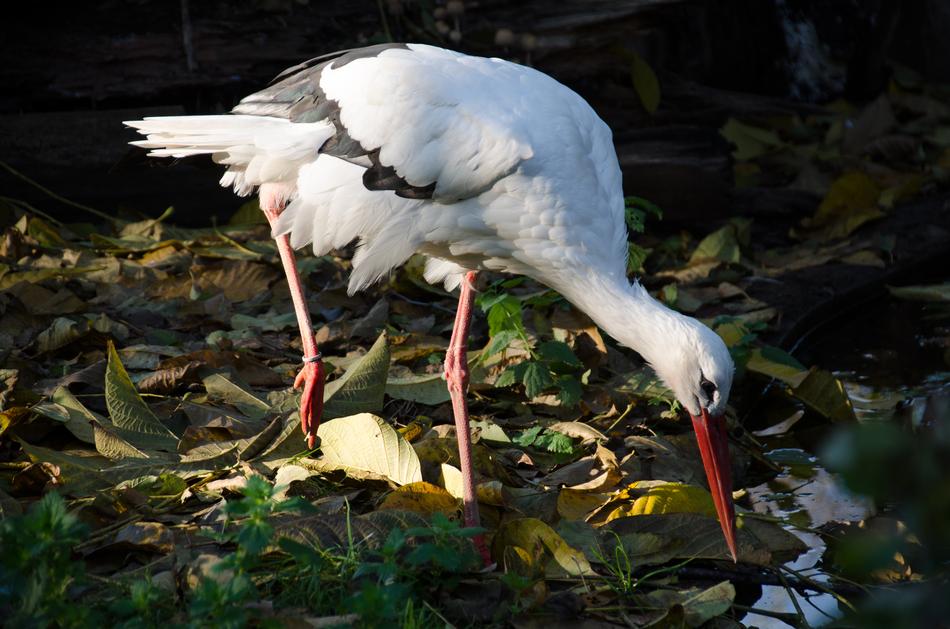 a white great stork with a long beak