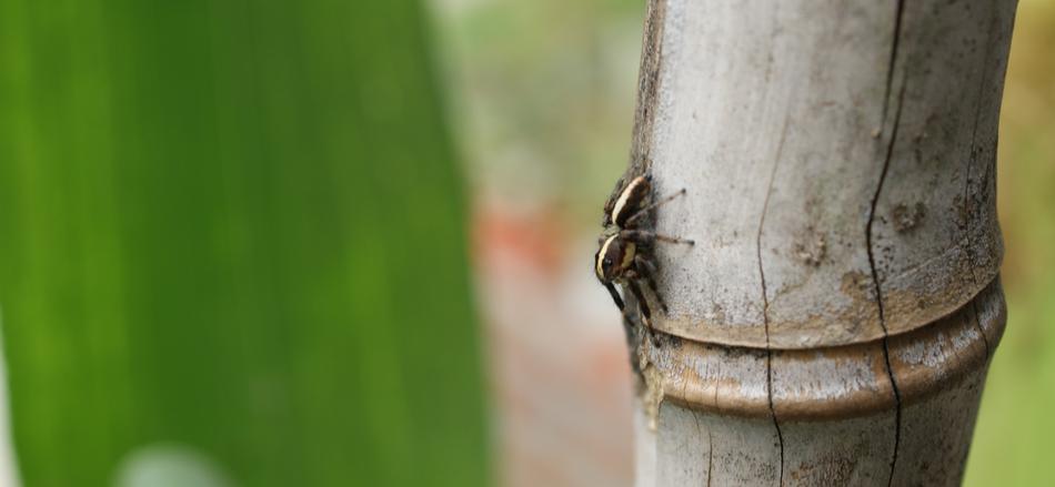 black beetle on a log in the garden