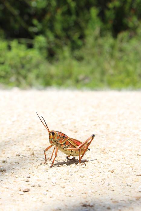 orange grasshopper in the sand