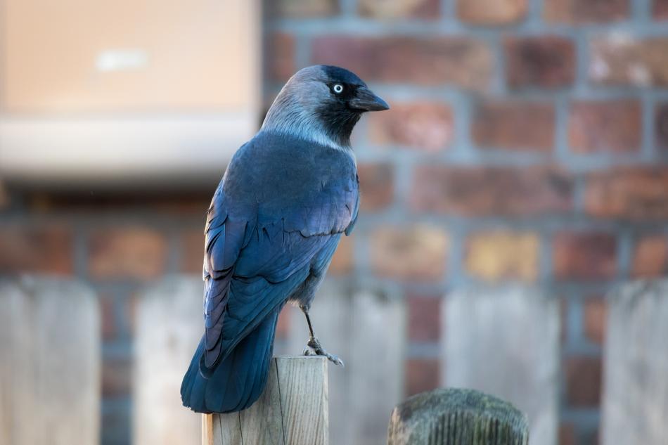 a big black bird on a log