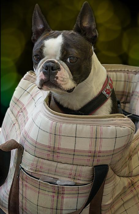 a cute dog with black patterns