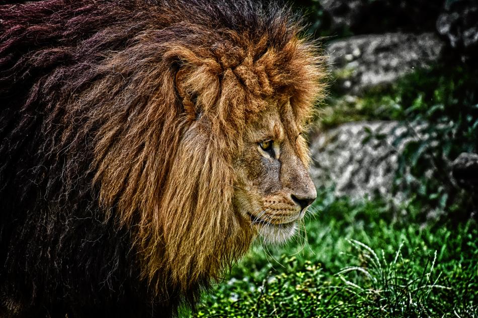 lion green foliage view