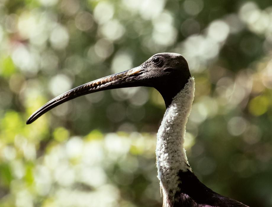 odd bird with a long beak
