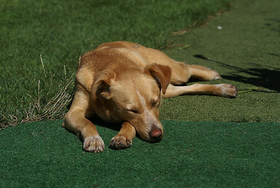 sleeping dog in the grass