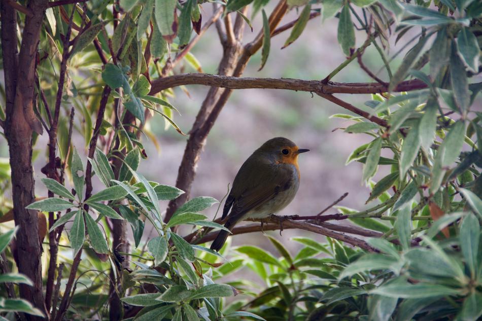 a little bird on a branch in the foliage