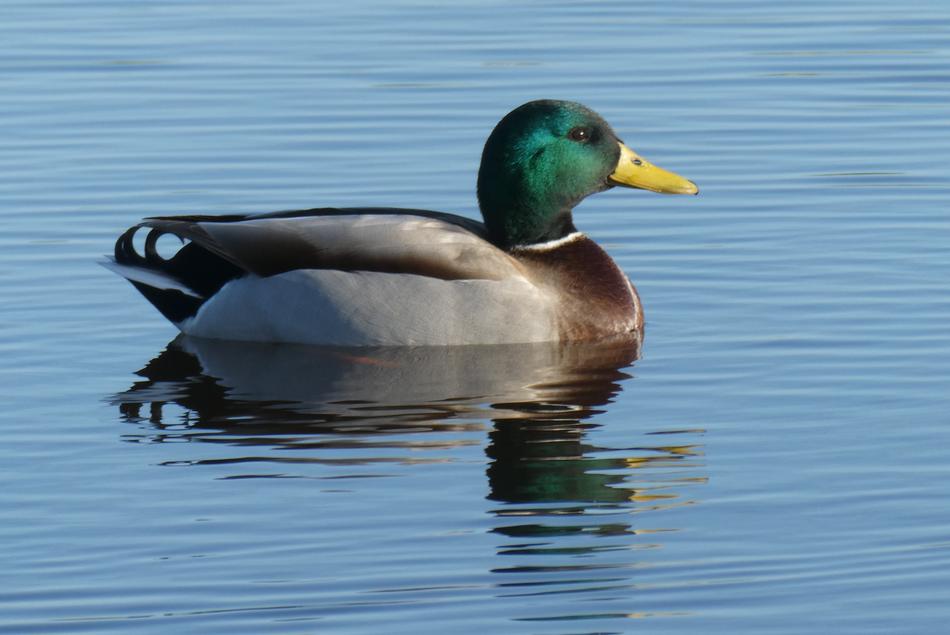 gray duck swimming in the lake