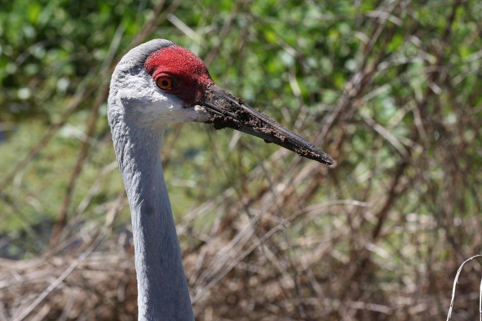 white bird with a red forehead