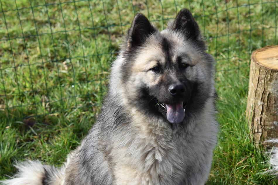 a fluffy happy dog on the green grass