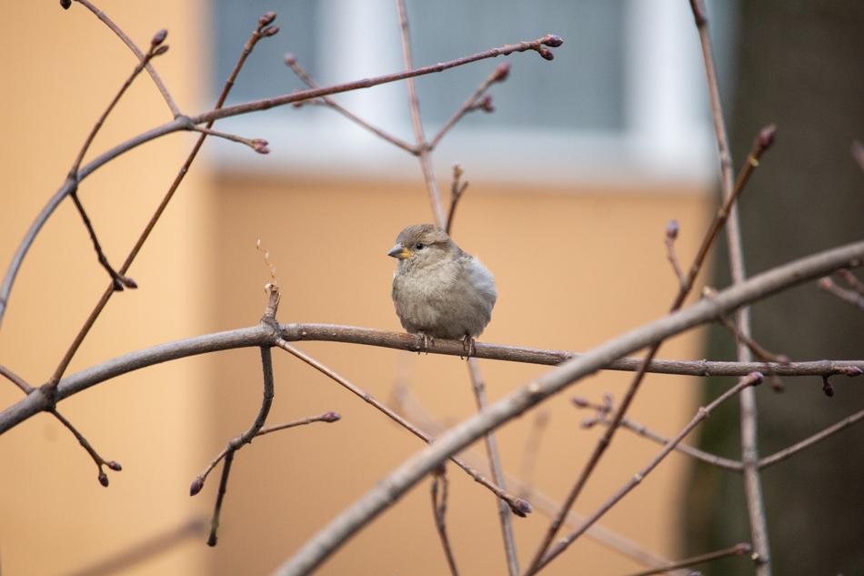 fledgling branch home