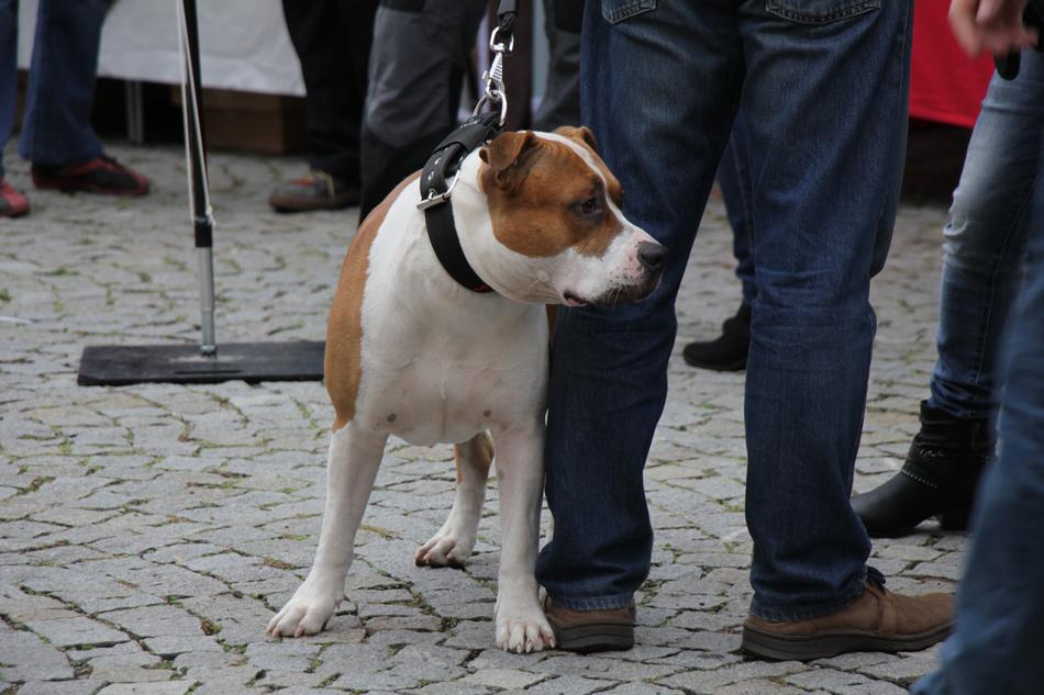 dog on a leash with a human