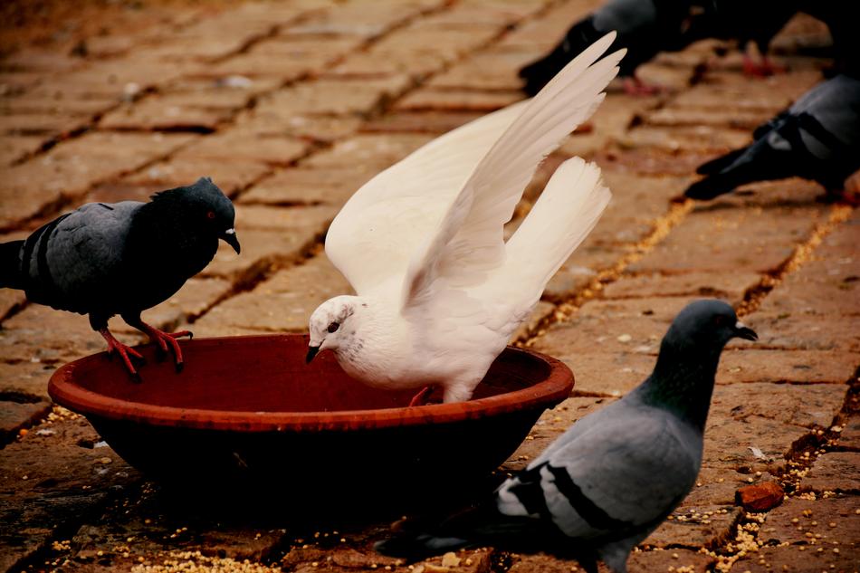 a white dove among the gray