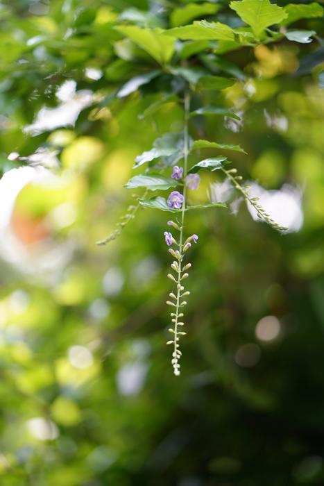 Black Color Branch - Plant Part