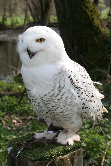 white owl in the grass