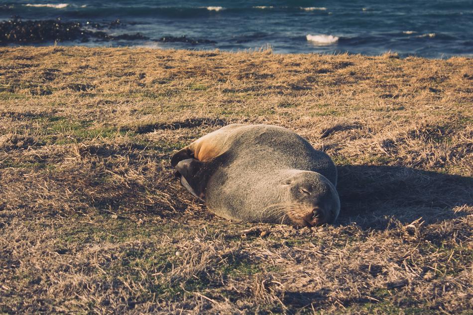 resting animal