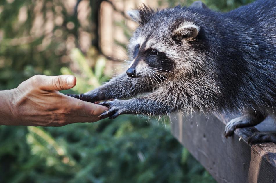raccoon hand man cute
