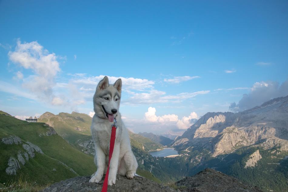 husky on a red leash