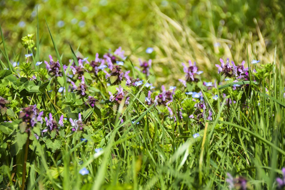 Flowers Purple Background