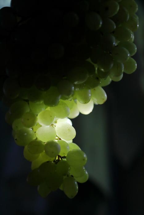 green grapes illuminated by light