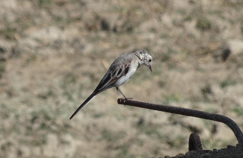 a little bird on an iron pipe