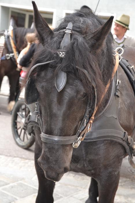 the big horse in the show