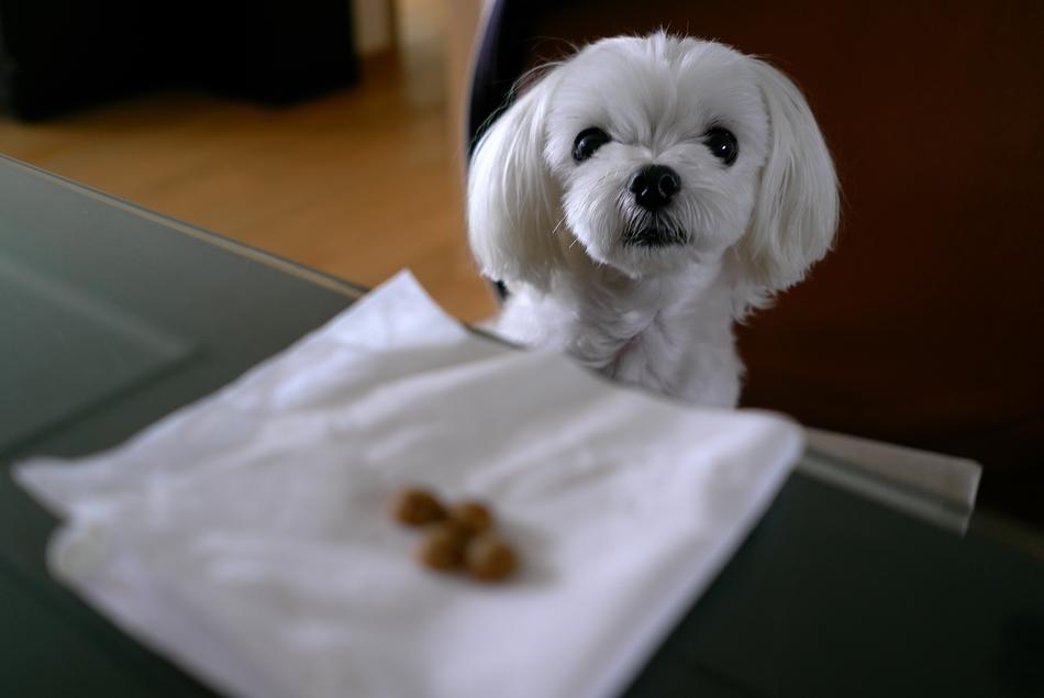 white dog in a restaurant