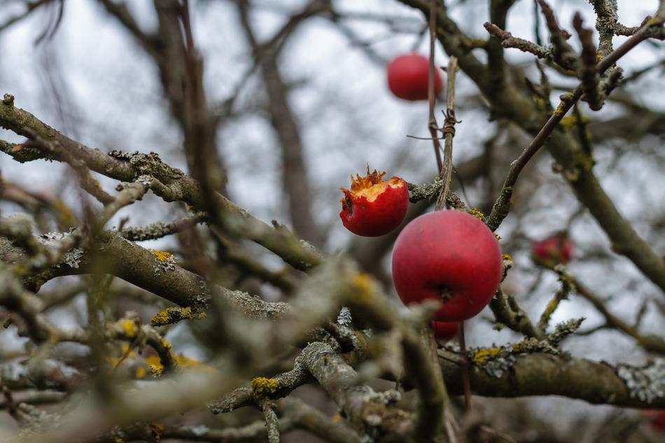blossoming apples on a tree