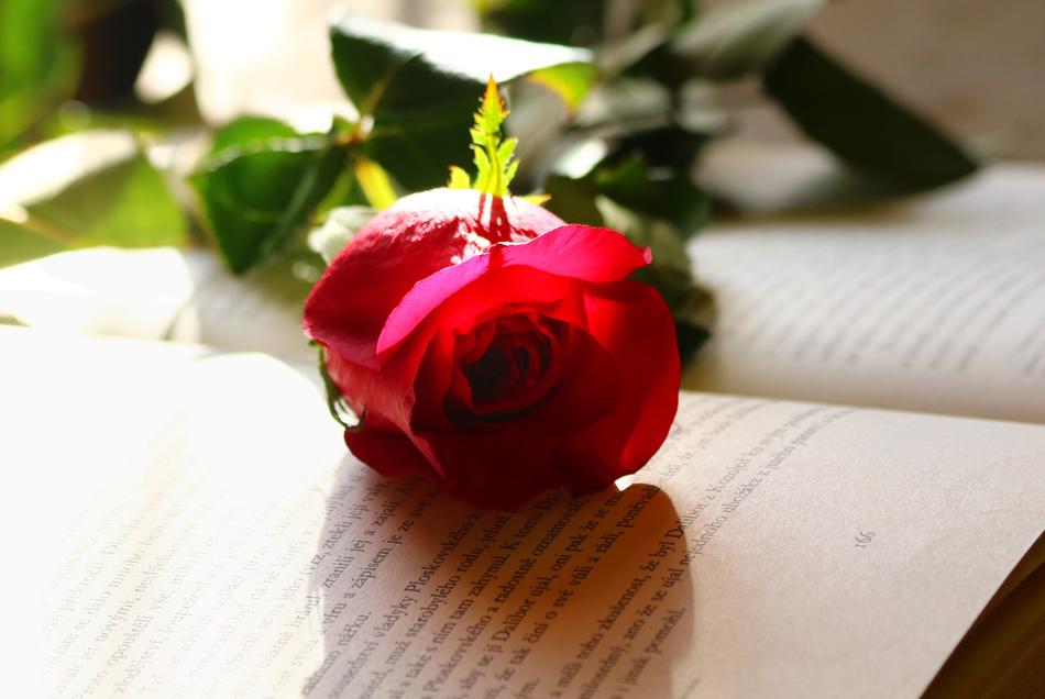 a lonely rose on a paper book