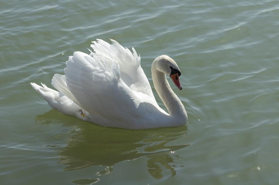 white swan in the water in the lake